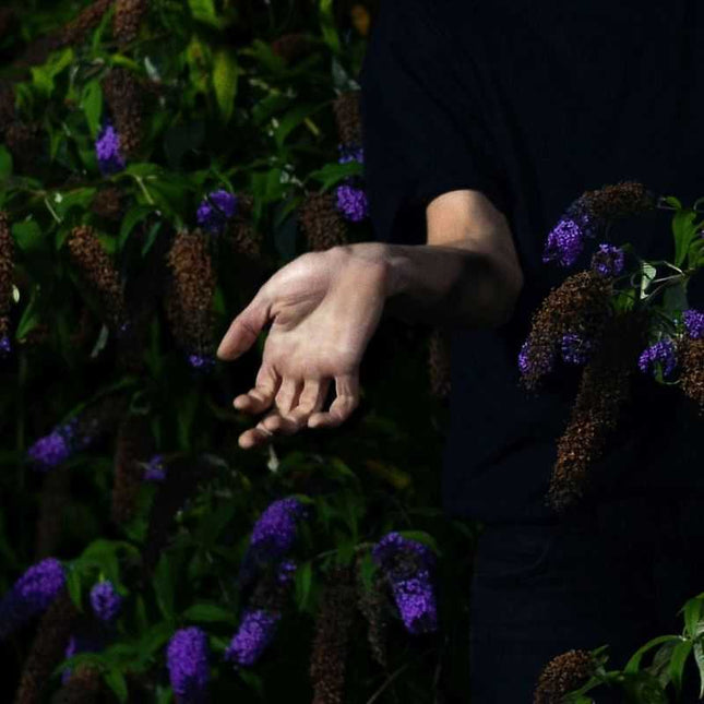 Nordmann - In Velvet (new)